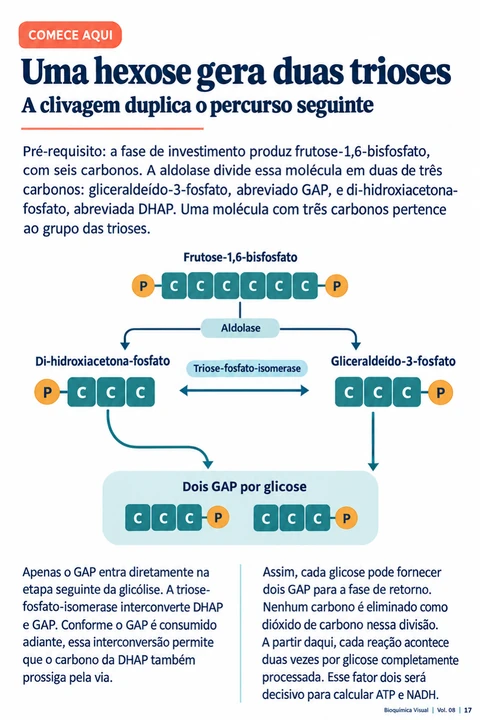 Volume 08, página 17: Uma hexose gera duas trioses